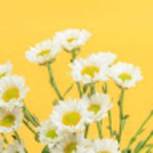 Meet your Posher, Scarlett